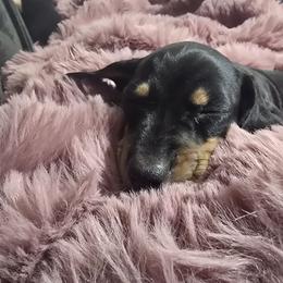 Peaches - Black and tan female Dachshund puppy in Oklahoma City, Oklahoma from Hamm Weenies  AKC (Dachshunds)