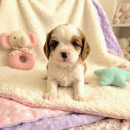 Hailey - Blenheim female Cavalier King Charles Spaniel puppy in Pennsylvania from Julie's Cavalier King Charles Spaniels