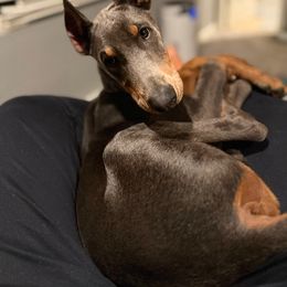 Doberman Pinscher Puppies from Morningstar Kennel