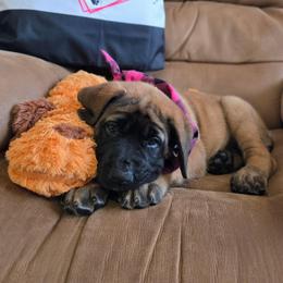 LADY CORA - Orange Collar Apricot Girl - Apricot female Mastiff puppy in Auburn, Kansas from Puppy Paradise:  English Mastiff Puppies & Standard Goldendoodle Puppies