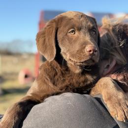 Cocoa Ember Dawn - Chocolate female Labrador Retriever puppy in Baldwin City, Kansas from Hedge Lane Labradors