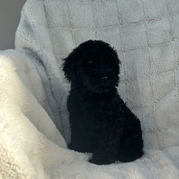 Willow - Black Australian Labradoodle puppy in Morristown, New Jersey from English Manor Labradoodles