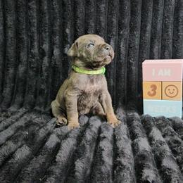 Lime green - Gray brindle male Cane Corso puppy in Fritch, Texas from Carrie Brown's Cane Corsos