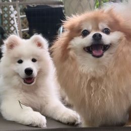 Samoyed Puppies from Hill Country Samoyeds
