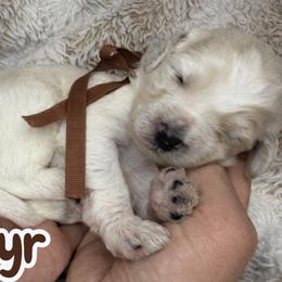 Zephyr - Chalk male Australian Labradoodle puppy in Upland, California from Kings Labradoodles