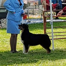 Australian Shepherd All Grown Up from Majestic Skyes Aussies