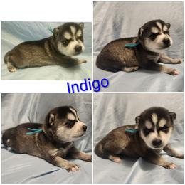 Indigo - Black and white female Alaskan Klee Kai puppy in Byron Center, Michigan from Family Friendly Labradors & Klee Kai