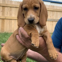 Basset Hound Puppies from Hoosier Basset Hounds