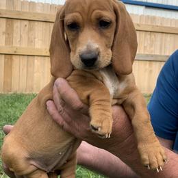 Basset Hound Puppies from Hoosier Basset Hounds