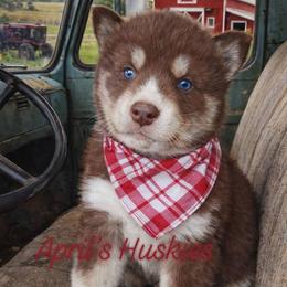 Red collar boy - Red and white male Siberian Husky puppy in Terre Haute, Indiana from April's Huskies