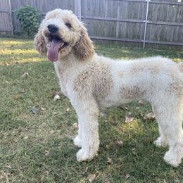 Phoebe - Poodle