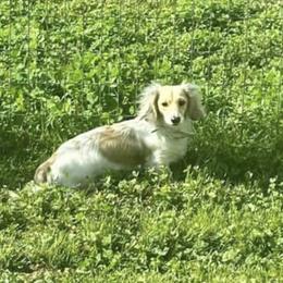 Luna - Dachshund