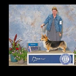 Ace - Pembroke Welsh Corgi