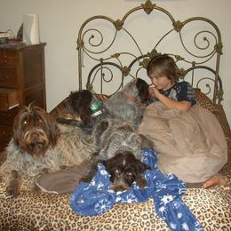 Wirehaired Pointing Griffon All Grown Up from Ear Mountain Griffons