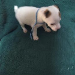Boy 2 brown eyes - Tri-colored male Parson Russell Terrier puppy in Phelan, California from Elite Parson Russells