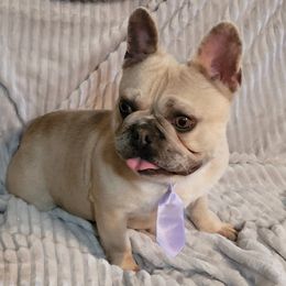 French Bulldogs from Frenchie Up Farms