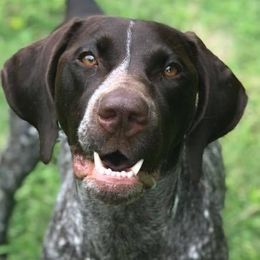 German Shorthaired Pointers from Madrone German Shorthaired Pointers