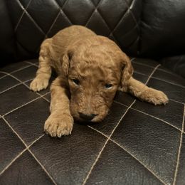 German Shorthaired Pointer, Goldendoodle, and Labradoodle Puppies from Leppards Kennel