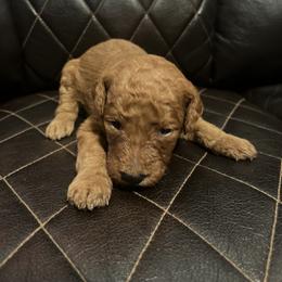 German Shorthaired Pointer, Goldendoodle, and Labradoodle Puppies from Leppards Kennel