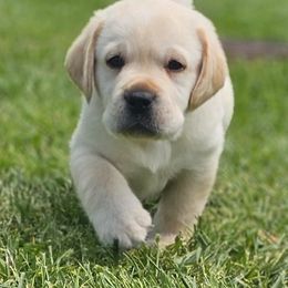Labrador Retrievers from DaJoh Labradors of Kentucky