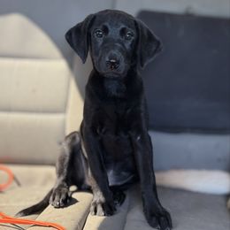 Nightly - Black female Labrador Retriever puppy in Houston, Texas from CMJ Kennels
