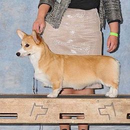 Nanook - Pembroke Welsh Corgi