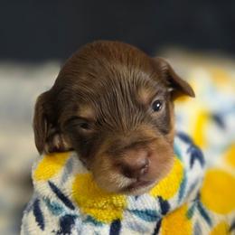 Girl 3 - Chocolate and tan female Dachshund puppy in Cowen, West Virginia from Bennett Babies