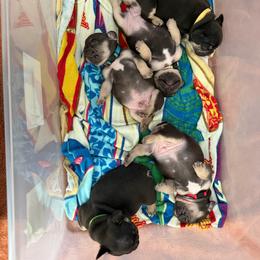 Green - Tricolors male French Bulldog puppy in Long Beach, California from Royal velvet frenchies