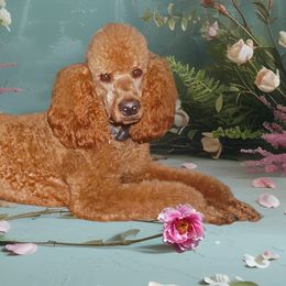 Poppy - Poodle