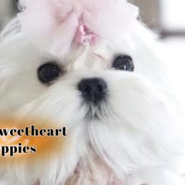 Ellsa - Maltese