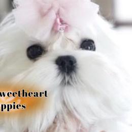 Ellsa - Maltese