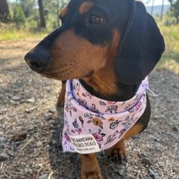 Rambo - Dachshund