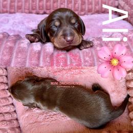 Ali - Chocolate and tan female Dachshund puppy in Hornbeck, Louisiana from A&Z Mini Dachshunds