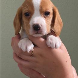 Butterfinger - Lemon and white male Beagle puppy in Lake City, Florida from Sunkissed Beagles