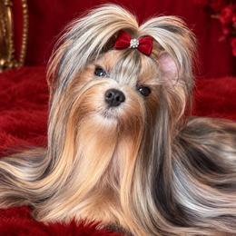 Ella Winter - Blue and gold female Yorkshire Terrier puppy in Daggett, Michigan from Hetzel’s Enchanted Yorkies (Michigan)