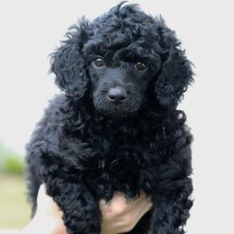 Black Female - Black female Poodle puppy in Jacksonville, Florida from Lolo’s Aussiedoodle
