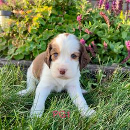 PG1 - Red and white female English Springer Spaniel puppy in Britton, South Dakota from K&S Canines