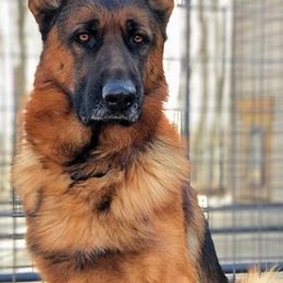 German Shepherds from Klondike Shepherds