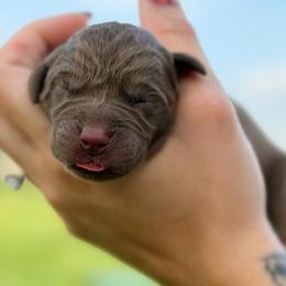 Purple girl - Chocolate female Labrador Retriever puppy in Conway, Missouri from Ozark Mountain Kennel