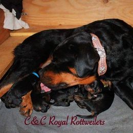 Rottweiler Puppies from C&C Royal Rottweilers