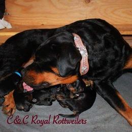 Rottweiler Puppies from C&C Royal Rottweilers
