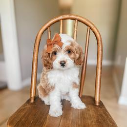 Birdie - Red and white female Cockapoo puppy in Altamonte Springs, Florida from The Perks of Pups
