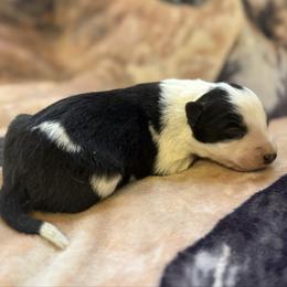 Hazel (Girl 3) - Black and white female Border Collie puppy in Mosheim, Tennessee from Elawodi Border Collies