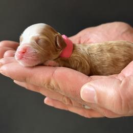 Pink Girl (Name TBD) - Parti female Goldendoodle puppy in Gig Harbor, Washington from Nuttall's Goldendoodles