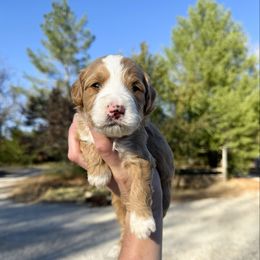 River Multigen - Red male Bernedoodle puppy in Wamego, Kansas from Doodles of Oz
