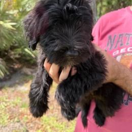 Girl 3 - Black female Whoodle puppy in Sebastian, Florida from Perri’s Whoodles