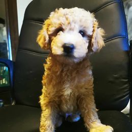 Maltipoo Puppies from Cupcake Cuties
