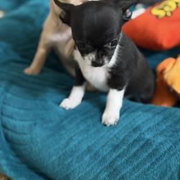 Queen - Black and white female Chihuahua puppy in Amity, Pennsylvania from Rhoda and Verna