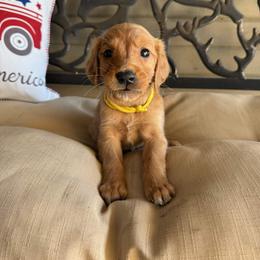 Yellow Collar Boy - Dark golden male Golden Retriever puppy in Bristol, Tennessee from The Dogstead