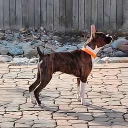Bowie - Brindle male Boxer puppy in Milliken, Colorado from Halo Boxers